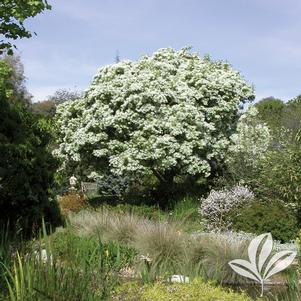 Chionanthus retusus 