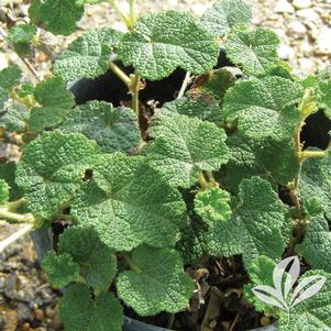 Rubus calcynoides 