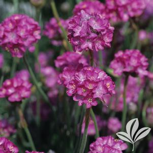 Armeria maritima 