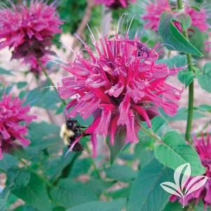 Monarda 'Petite Delight' 