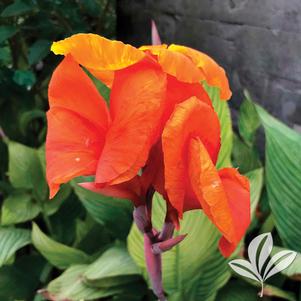 Canna x generalis 'Pretoria' 