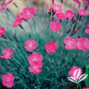 Dianthus gratianopolitanus 'Feuerhexe' 