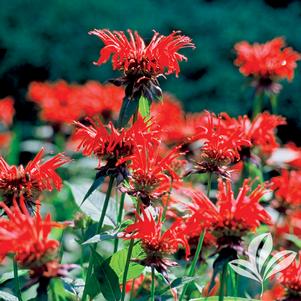 Monarda didyma 'Jacob Cline' 