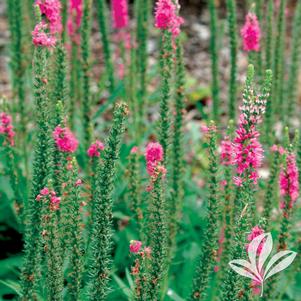 Veronica spicata 'Rotfuchs' 