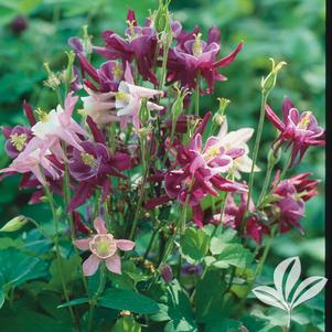 Aquilegia flabellata 'Biedermeier' 