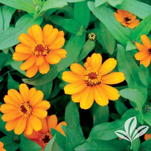 Zinnia angustifolia x elegans 'Profusion Orange' 