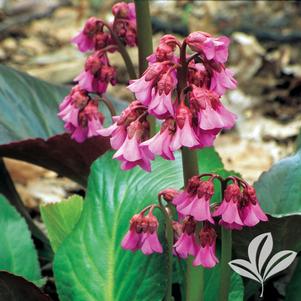 Bergenia 'Bressingham Ruby' 