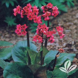 Bergenia cordifolia 'Winterglut' 