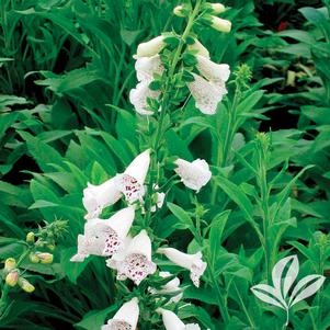 Digitalis purpurea 'Foxy' 