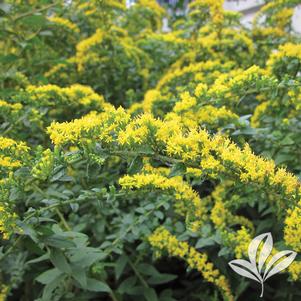 Solidago rugosa 'Fireworks' 