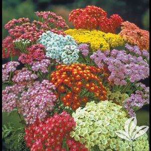 Achillea millefolium 'Summer Pastels' 