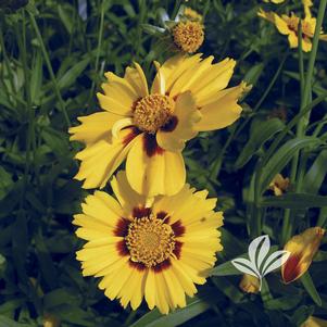 Coreopsis verticillata 'Tequila Sunrise' 