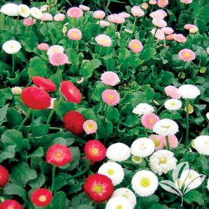 Bellis perennis 'Pomponette' 