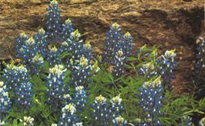 Lupinus texensis 