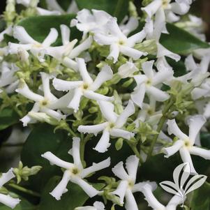 Trachelospermum jasminoides 'Madison' 