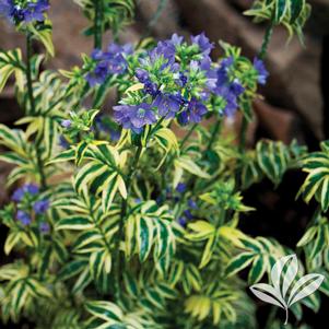 Polemonium caeruleum 'Brise d'Anjou' 