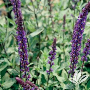 Teucrium chamaedrys 