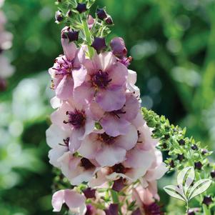 Verbascum hybridum 'Southern Charm' 