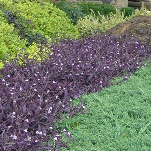 Tradescantia pallida 