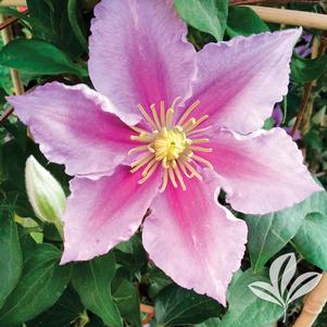 Clematis 'Kivso' 