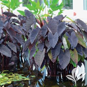 Colocasia esculenta 'Black Magic' 