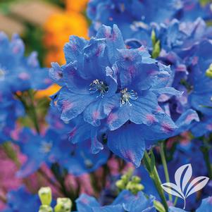 Delphinium chinensis 'Diamonds Blue' 