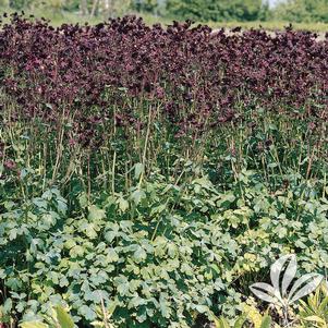 Aquilegia vulgaris 'Black Barlow' 