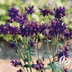 Aquilegia vulgaris 'Blue Barlow' 
