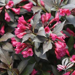 Weigela florida 'Bokraspiwi' 