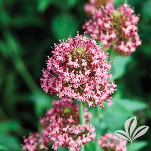 Centranthus ruber 'Coccineus' 
