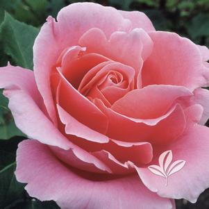 Rosa 'Bewitched' 