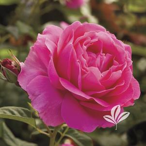 Rosa 'WEKmerewby' 