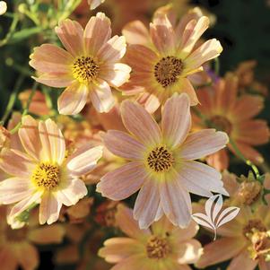 Coreopsis verticillata 'Sienna Sunset' 