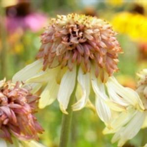Echinacea 'Amber Mist' 