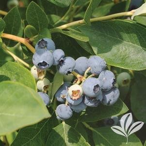 Vaccinium corymbosum 'Bluegold' 