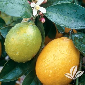 Citrus limon 'Meyer' 