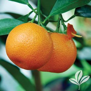 Citrus unshiu 'Miho' 