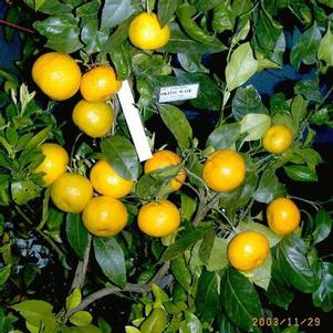 Citrus unshiu 'Okitsu' 