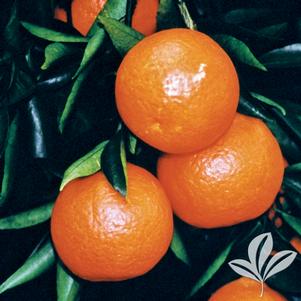 Citrus unshiu 'Seto' 