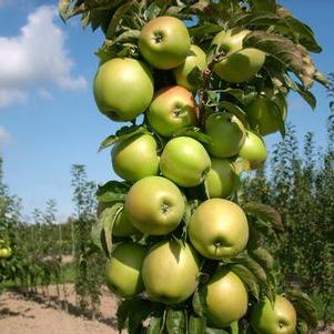 Malus 'A 68-173' 