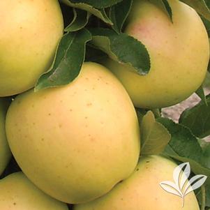 Malus 'UEB 4181/1' 