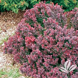 Berberis thunbergii 'Concorde' 