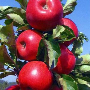 Malus 'UEB 4305/4' 
