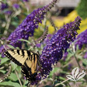 Buddleia 'Asian Moon' 