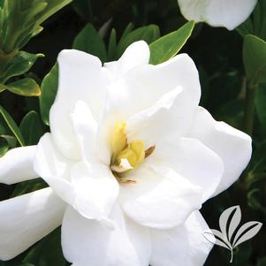 Gardenia jasminoides 'Leeone' 