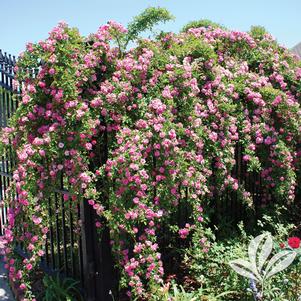 Rosa 'Peggy Martin' 