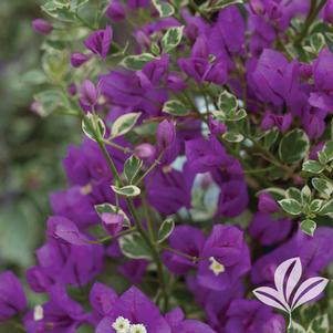 Bougainvillea 'Blueberry Ice' 