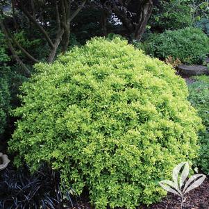 Ilex vomitoria 'HOGY' 