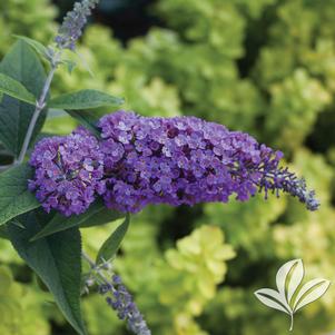 Buddleia 'Purple Haze' 