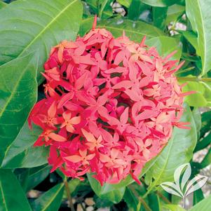 Ixora 'Daeng Malaysia' 